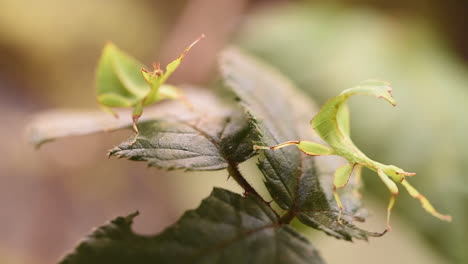 two green leaf stick insects move very slowly on bramble leaves camouflaged on the leaf, terrarium, exotic specie