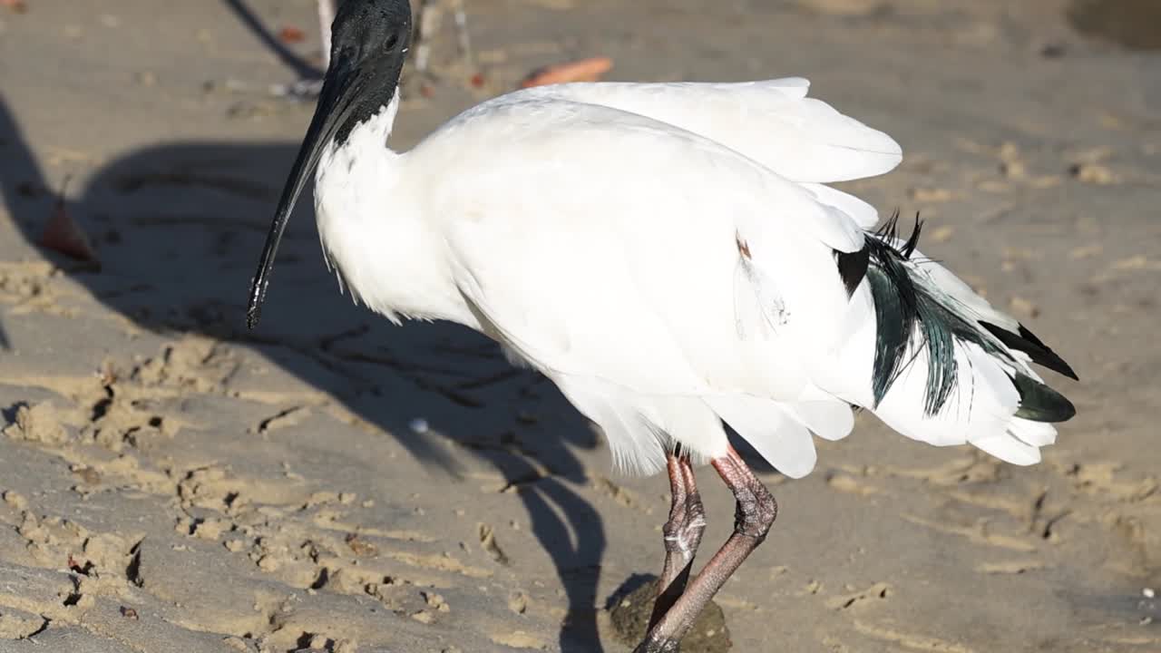 모래 연안 에서 먹이 를 찾는 이비스 새 들