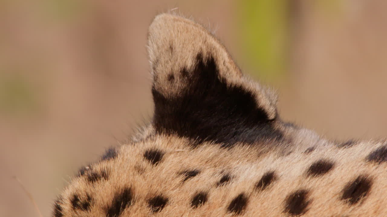 Close up shot cheetah's ear scanning the savanna