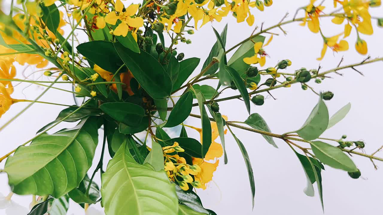 노란색 꽃 꽃받침