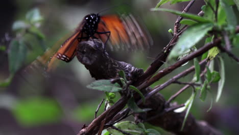 Monarchfalter-Im-Naturschutzgebiet-Mexiko