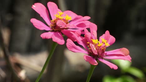 beautiful dry  common zinnia flowers