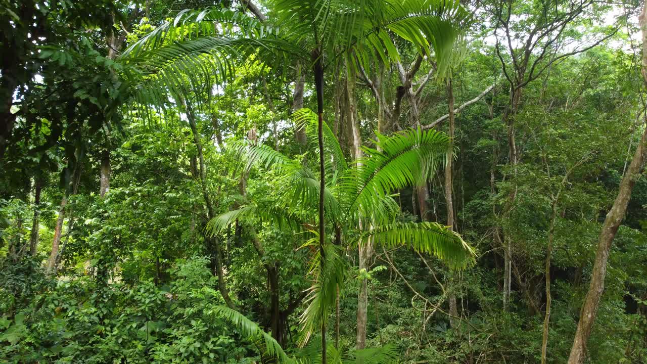 Densa foresta pluviale tropicale con lussureggiante vegetazione