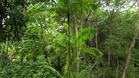 denso bosque tropical con exuberante vegetación
