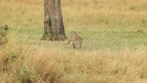 clip de cámara lenta de un leopardo descendiendo de un árbol y corriendo a través de la hierba dorada en el masai mara, kenia