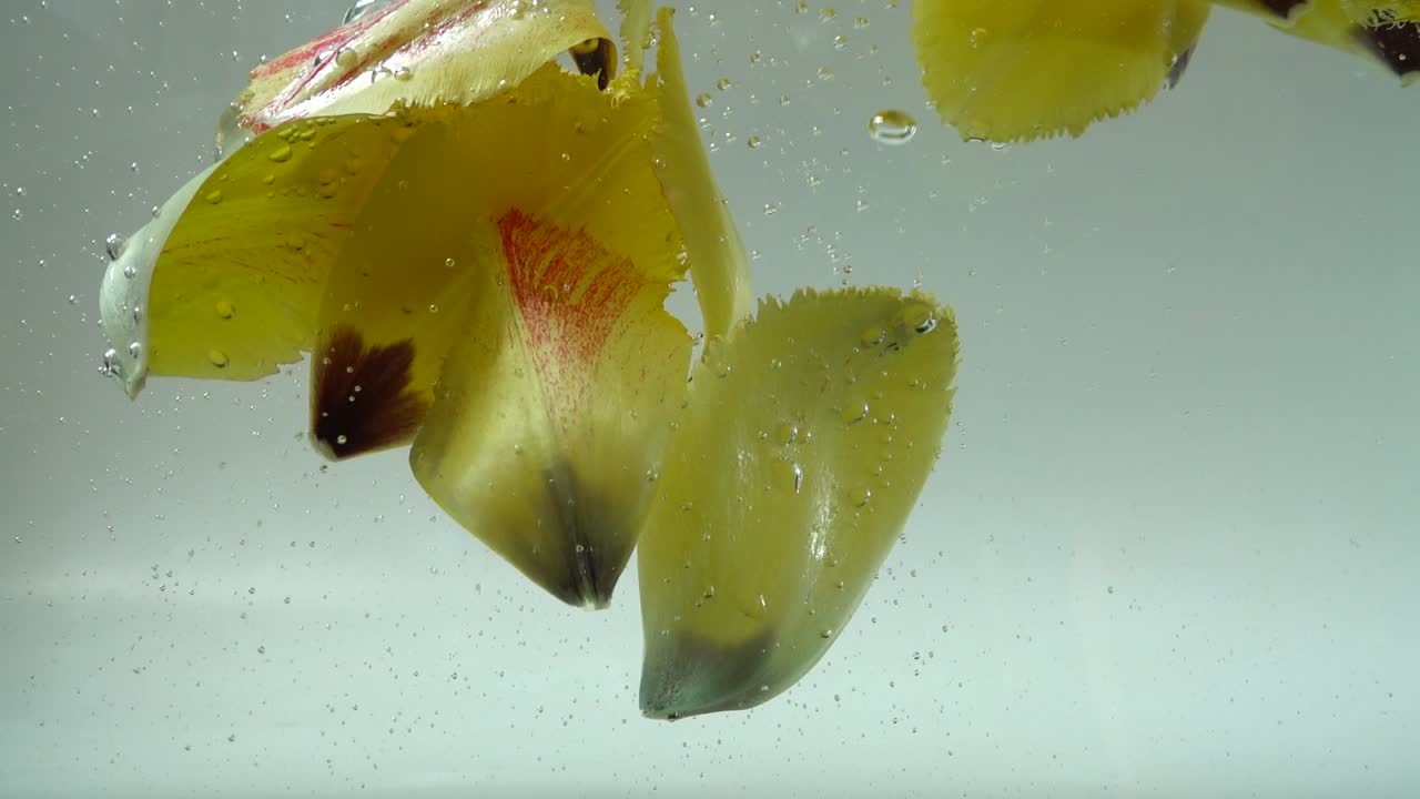 Petali di tulipani cadono nell'acqua. Sfondo. Movimento rallentato.