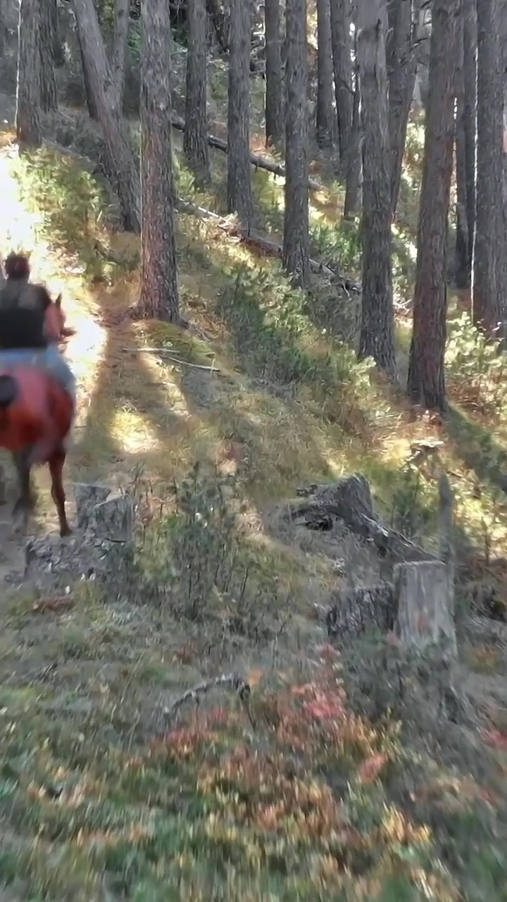 Equitazione nella foresta in Georgia, Caucaso, durante il giorno.