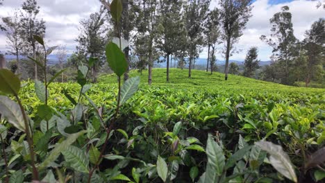 Serene Tea Plantation Landscape