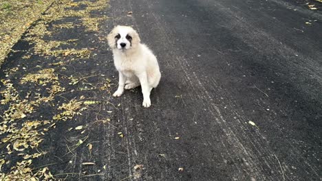 white stray puppy in playful mood on an autumnal asphalt road