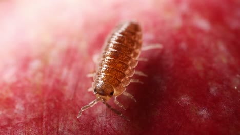 Bug-on-Red-Blurry-Background-Closeup-Macro-Shot