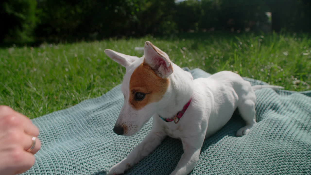 Puppy getting a treat in the park