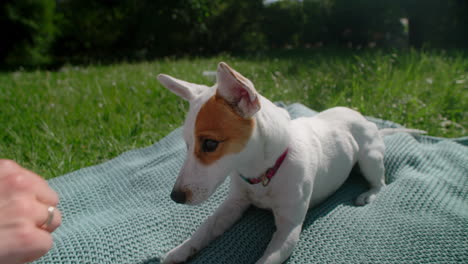 puppy getting a treat in the park