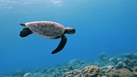 tortuga marina verde nadando suavemente bajo el mar azul profundo sobre el arrecife de coral - toma de primer plano