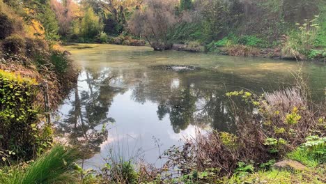 Ein-Wunderschöner-Tag-Vor-Einem-Ruhigen-Teich-Mit-Viel-Grün-Und-Laub,-Das-Den-Wasserkörper-Umgibt