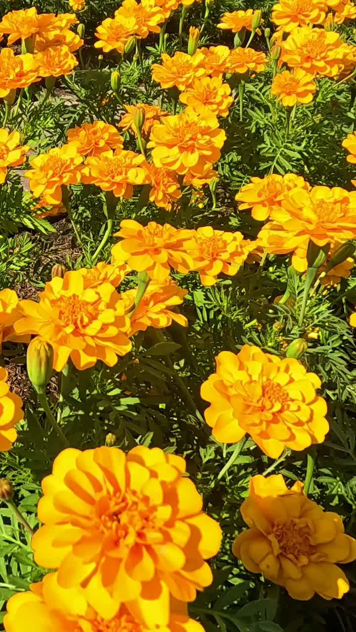 Fiori di calendula luminosi che sbocciano in un giardino