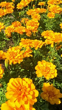 bright marigold flowers blooming in a garden