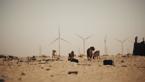 animals and wind turbines in a desert landscape