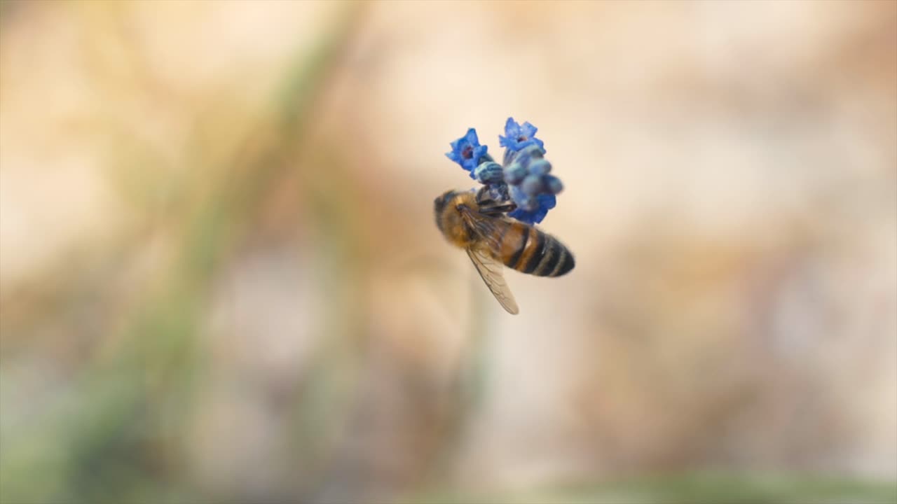 Closeup beautiful bee on lavender collecting pollen in spring