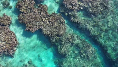 coral reef of utila island, honduras