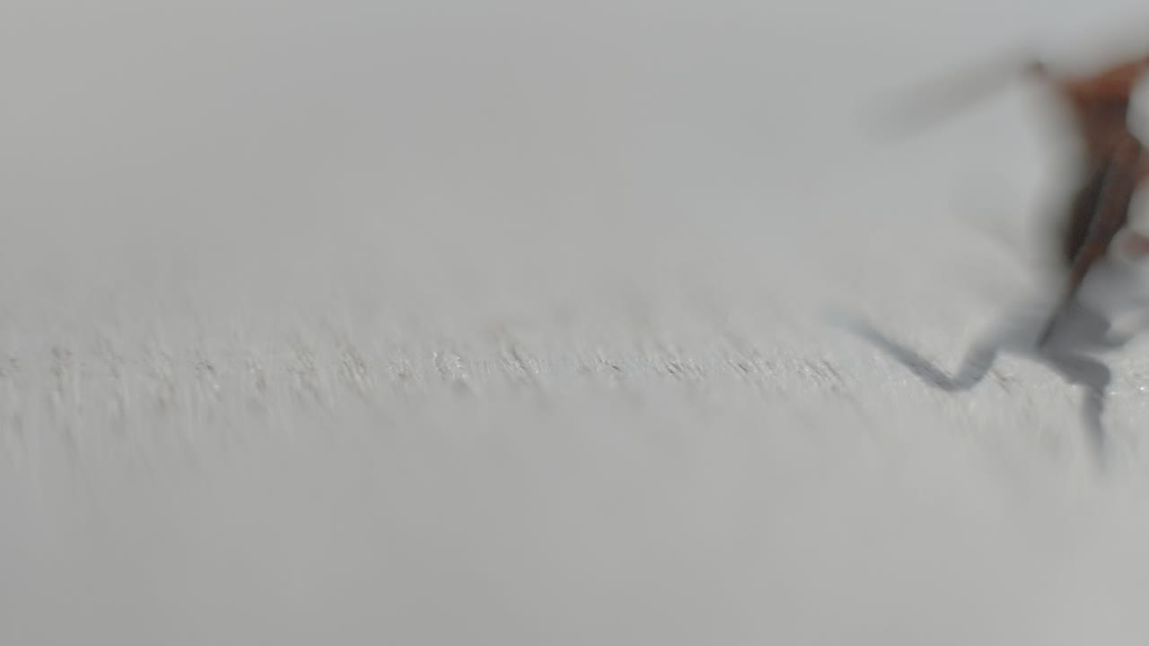 ⁇ 색에 갈색 거미