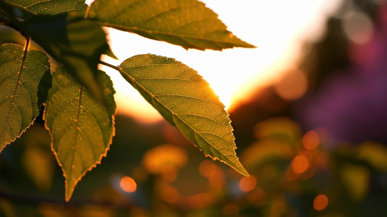 Sunlight Shimmering Through Green Leaves at Sunset