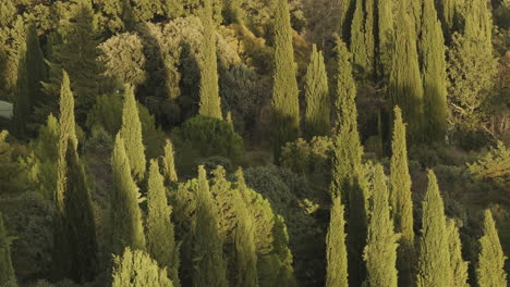 aerial view of many cypress trees at sunset