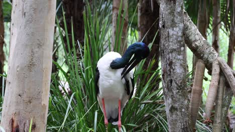 jabiru stork moving through a dense forest