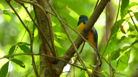 Pájaro-Trogon-De-Garganta-Negra-Posado-En-Una-Rama-Entre-Hojas-De-árboles-Con-Plumaje-Amarillo-Y-Azul