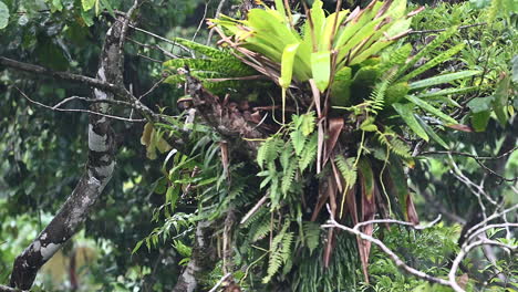 tamandua del norte u oso hormiguero menor, en busca de comida entre las copas de los árboles mientras llueve mucho