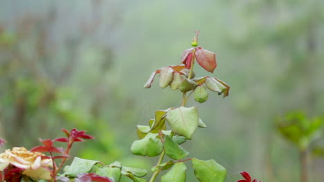 Dry,-wilted-rose-flower-with-a-greenery-background-in-Wayanad-district,-Kerala,-closeup-handheld-shot