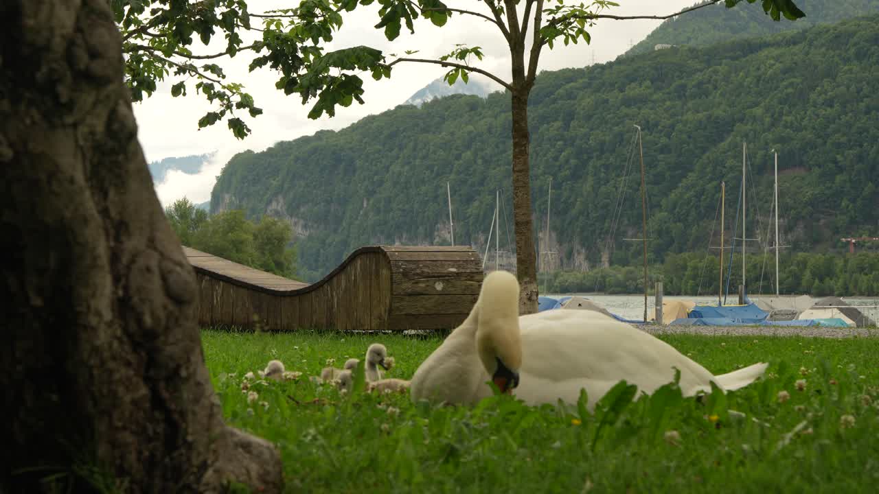 A serene scene captures a white swan parent with its young cygnets resting in lush green grass near Walensee in Switzerland, against a backdrop of mountains and the lake
