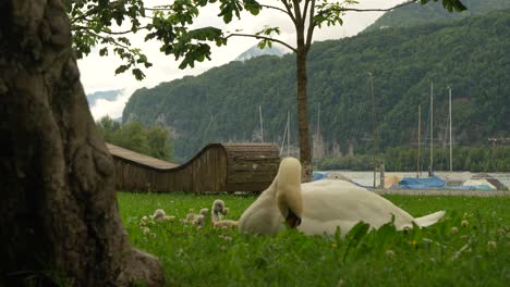 a serene scene captures a white swan parent with its young cygnets resting in lush green grass near walensee in switzerland, against a backdrop of mountains and the lake