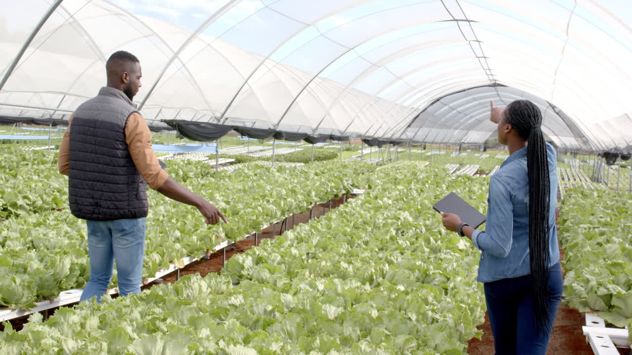 Inspecting hydroponic lettuce, african american farmers discussing growth in greenhouse