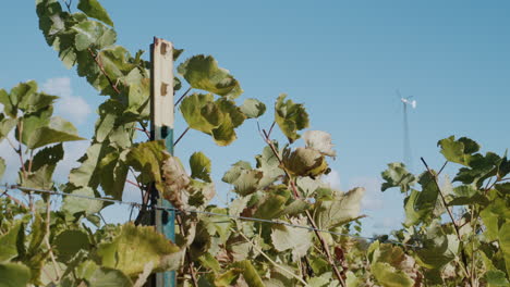 vine, a small wind turbine is visible in the background