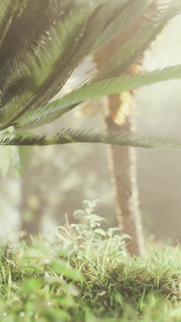 close up of green palm tree leaves in tropical forest