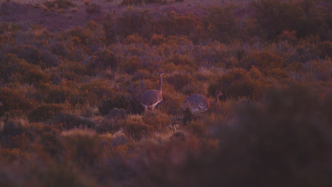 pequeña bandada de aves rhea moviéndose a través de los prados durante la tarde