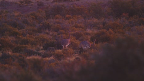 Small-Flock-of-Rhea-Birds-moving-through-the-meadows-during-late-evening