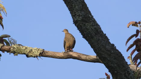 a mourning dove preening and looking around on a large branch