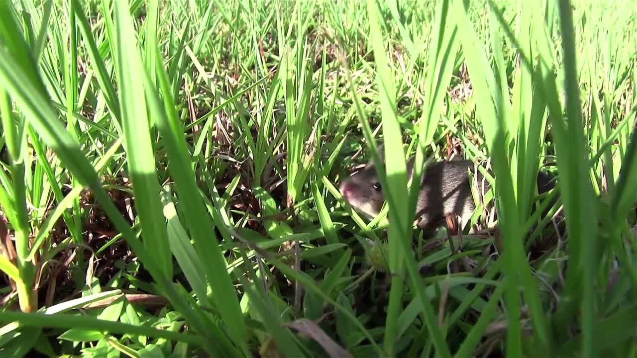 Un piccolo topo cammina nella vegetazione verde