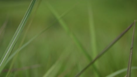 A-perennial-grass-native-to-tropical-and-subtropical-Asia-and-also-introduced-to-several-countries