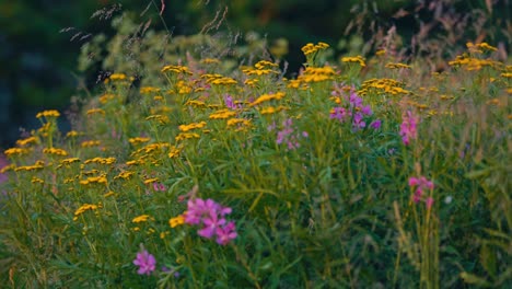 flowering plants in the meadow in kokelv, norway - close up
