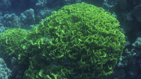 Corals-in-the-Reef-of-the-Red-Sea