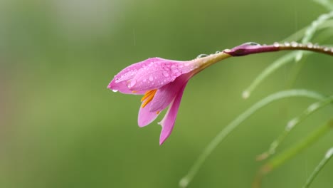 beautiful pink rainlily also known as rosepink zephyr lily or fairy lily in raining day with water drops on petals and stem, 4k footage slow motion loopable effect, spring or summer concept.