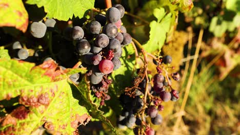 close-up of grape clusters on vine in sunlight