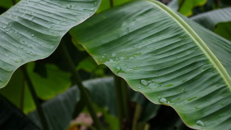 closeup of wet banana leaves