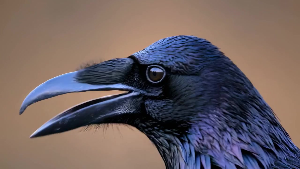 Primo piano di un corvo comune che apre il becco