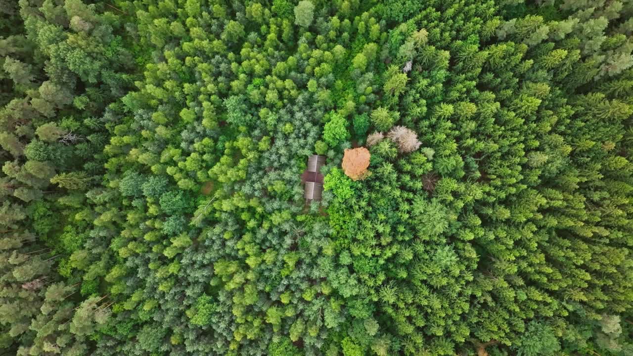 Rifugi in legno nascosti emergono mentre un drone si addentra a spirale nel cuore della fitta foresta verde