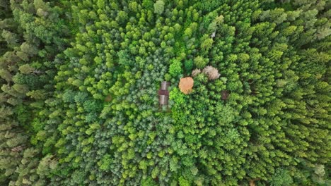 hidden wooden shelters emerge as drone spirals into deep green forest core
