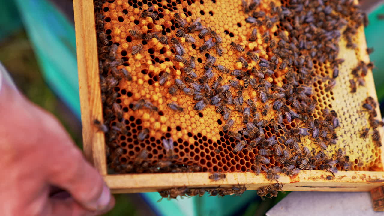 Dark honeycomb frame with sealed bee larvae. Working bees crawling over the wax cells. Man's hand touches the bees. Close up.