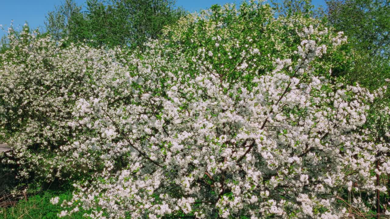 árboles y plantas en flor en el fondo durante el movimiento hacia adelante de primavera